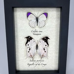 Framed butterflies 5x7 museum style